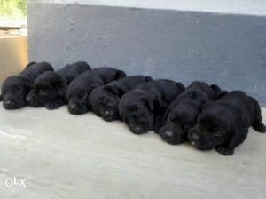 20days puppies