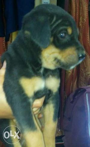 28 days old female pupps for sell(Rottweiler)
