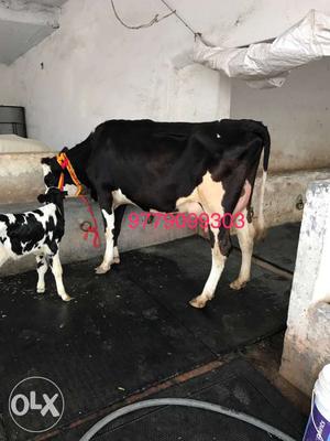 2nd lectation pure hf cow milk 20ltrs ready imported female