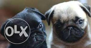 30 Day Old Vodafone Pug Puppy Both Puppy Available