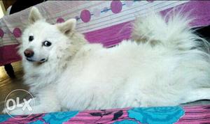 3years old German Spitz dog... interested please