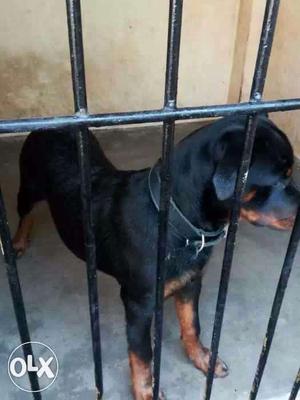 4.5 month old female rotweiler puppy for Rs./-