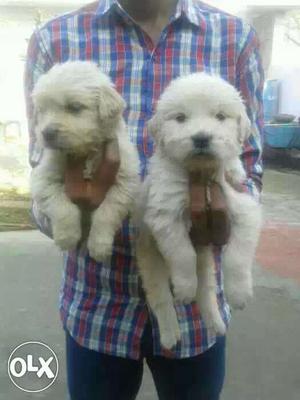 45 days old puppies available Golden retriever
