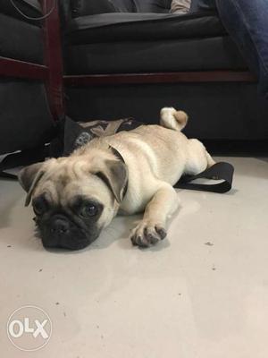 5 months old pug | cage included | Female