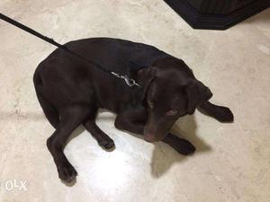 8 Months Chocolate Labrador For Sale - Australian Breed