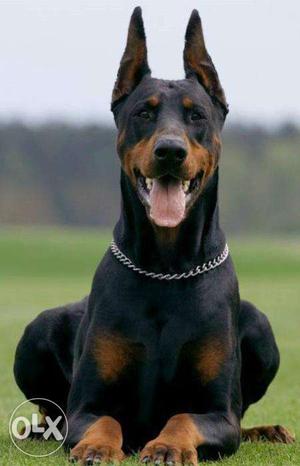 AI Linge DOberman puppy Good quality top gud male sell in
