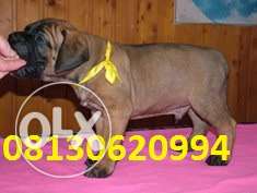 Active kennel AI Bull mastiff puppies champ available in for