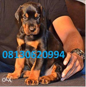 Active kennel AI Doberman puppies old very good quality and