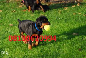 Active kennel AI heavy quality Doberman Puppies male best