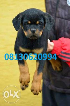 Active kennel AT Very Best high line Rottweiler puppy male