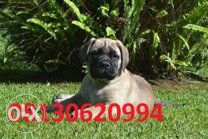 Active kennel ar Top Bull mastiff puppy gud male available