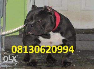 Active kennel at Gud Best Pitbull puppies male in for sell
