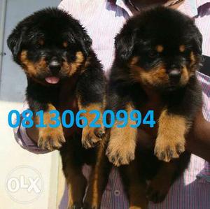 Active kennel at Rottweiler puppies male champion line very