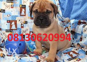 Active kennel at Super Bull mastiff puppies Gud quality