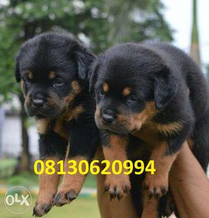 Active kennel at Top Rottweiler puppies very Very Good Price