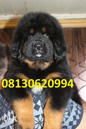 Active kennel at show quality Tibetan mastiff male puppies