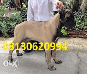 Active kennel in Very Bull mastiff puppy gud male very males