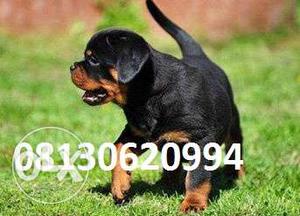 Active kennel top Doberman Rotweller male puppies and in for