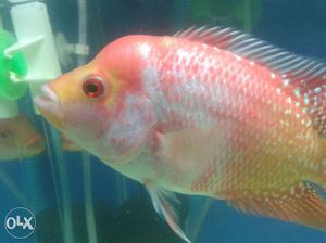 Albino flowerhorn fish active and good health and also can