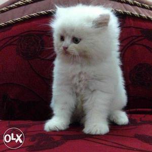 Aligarh meerut Lucknow all up Persian cats for sale.free
