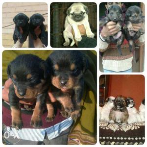 All breed puppy pug, labra, German, Rottweiler
