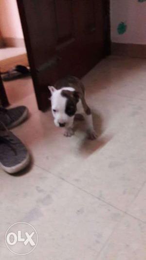 American pitbull on sale. Ears already cropped 38