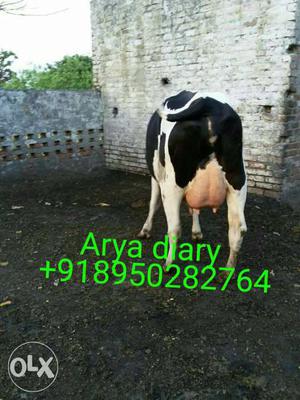 Arya diary is a trusted place where every new