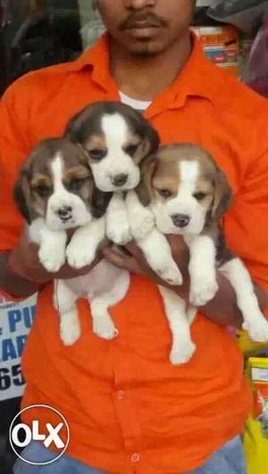 Beagle active and healthy puppies available male