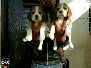 Beagle adorable Puppies available male 