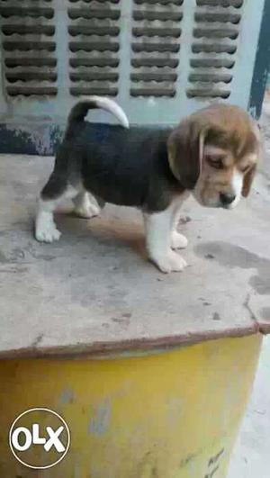 Beagle beautiful Puppies available male 