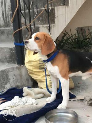 Beagle male 9-month old very healthy and playfull
