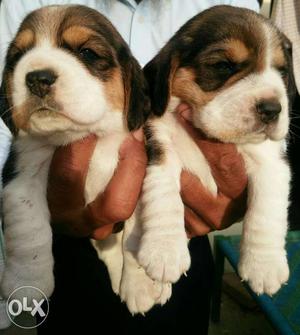 Beagle puppy sale male female male / female