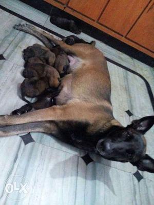 Belgian malinoise puppies for sale... call only