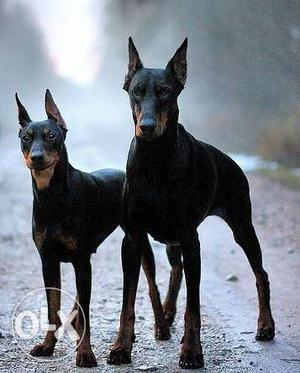 Best Heavy Structured 3 months Doberman Male puppy sell sons