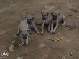 Best Show quality Breeds Chippiparai kanni rajapalayam sales