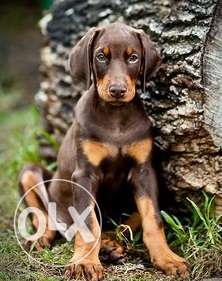 Best impot doberman pupppes available to call sons kennel