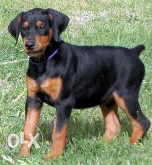Best line high breed doberman puppy sale for sons kennel