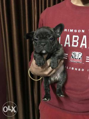 Best quality French Bulldog Male available