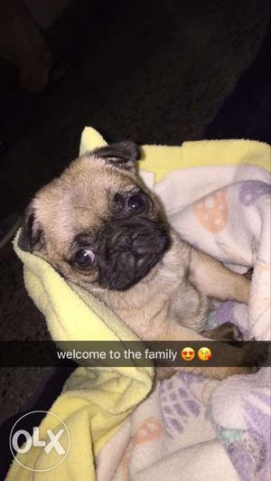 Best quality pug at low price