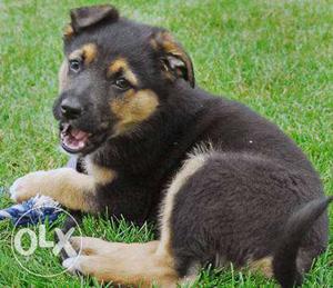 Bi-color German Shepherd Puppy