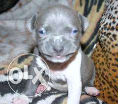 Biswas kennel 000 Amrican pittbull imprtd blood line granted