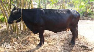 Black And Brown Cattle