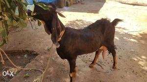 Black And Brown Jamnapari Goat