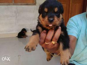 Black And Mahogany Rottweiler Puppy