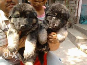 Black And Sable Puppies