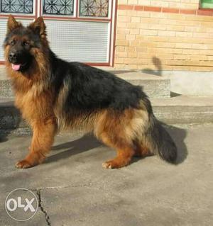 Black And Tan German Shepherd heavy puppies