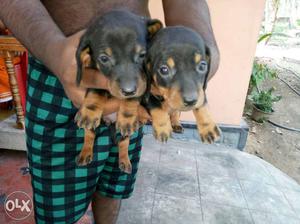 Black And Tan Smooth Dachshund Puppies
