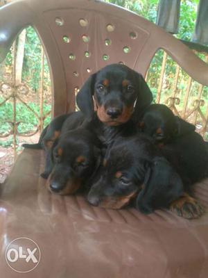 Black And Tan Smooth Dachshund Puppy Litter