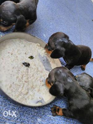 Black And Tan Smooth Dachshund Puppy Litter