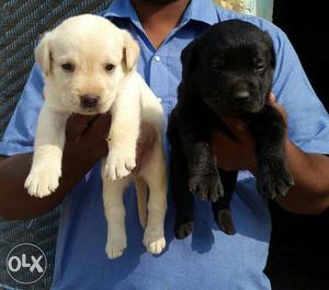 Black And Yellow Labrador Retriever Puppies